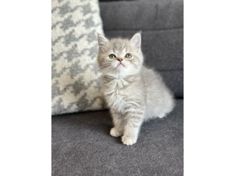 Kehribar göz blue tabby british yavrularımız hazır