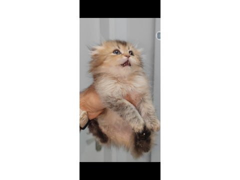 Scottish fold kedisi