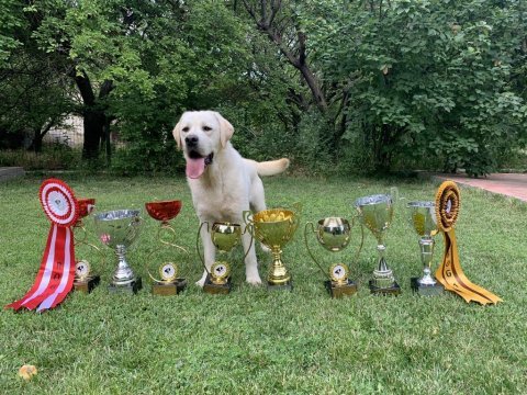 Safkan şecereli labrador yavru köpekler (şampiyon soy)
