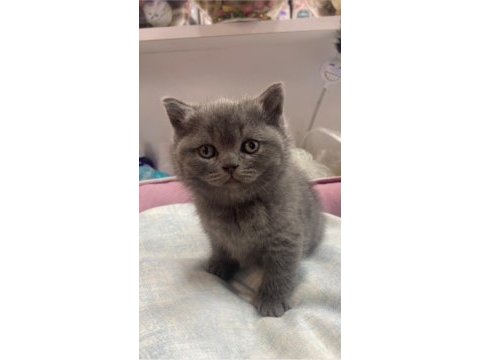 British shorthair yavru kedimiz yeni yuvasını arıyor