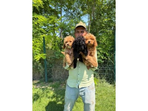 Maltipoo yavrular bir birinden tatlılar