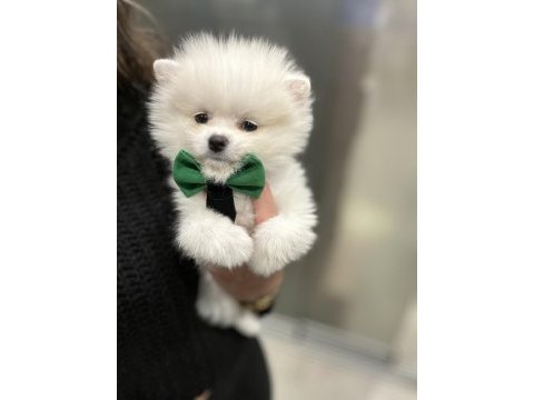 Irk garantili pomeranian yavrular