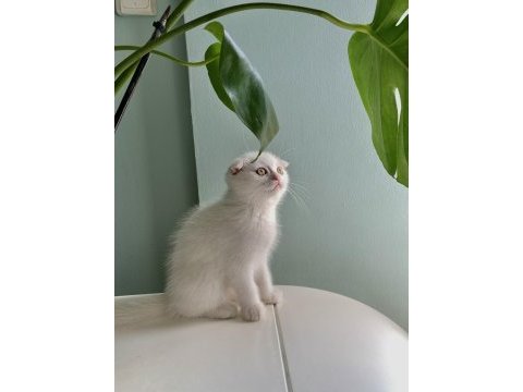 Safkan erkek scottish fold yavrularım sahiplendirilme hazır