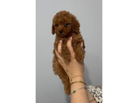 2 aylık yavru toy poodle