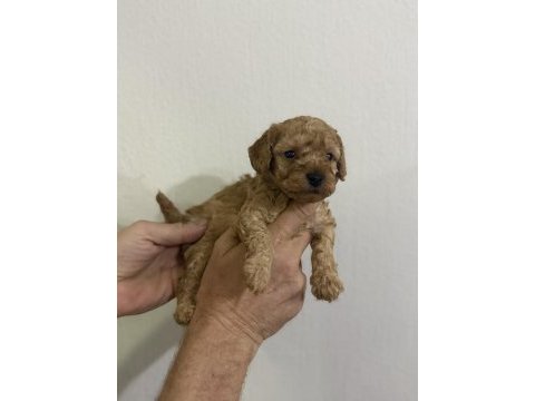 Güzel ve sağlıklı poodle bebekler