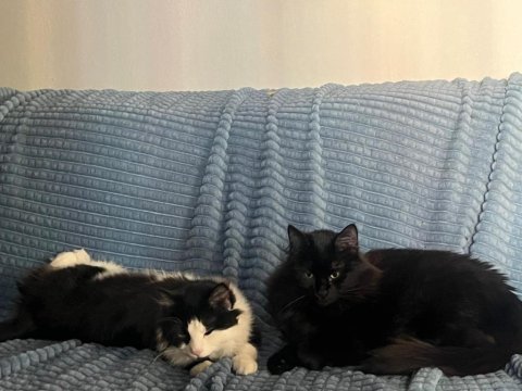 2 kardeş yurt dışına taşınacağım acil kedimiz
