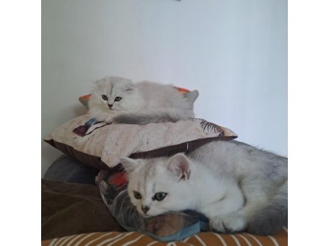 Scottish fold british straight