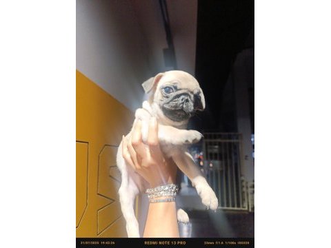 Erkek pug bebek tuvalet eğitimli