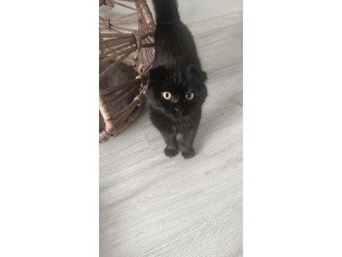 Kırma kedimiz