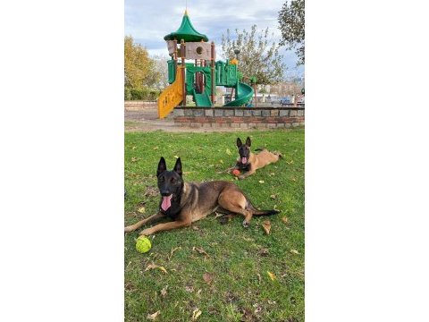 Kif a scr dişi malinois