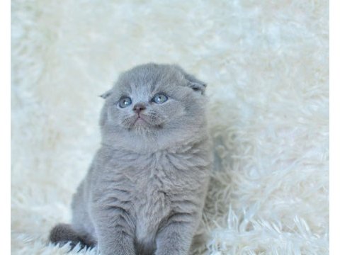 2 aylık scottish fold dişi