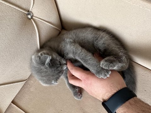 2 mart doğumlu scottish fold yavru