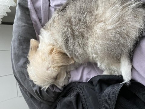 4 aylık dişi terrier köpek