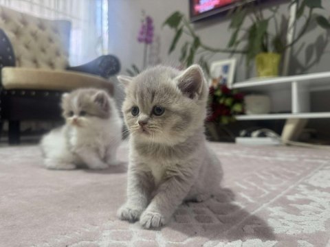 British shorthair yavrular