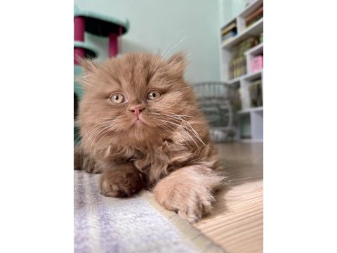 British longhair cinnamon babies
