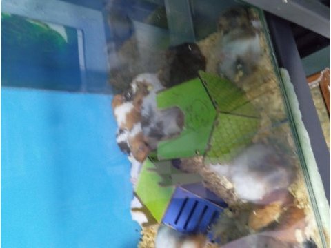 Yavru hamsterlar