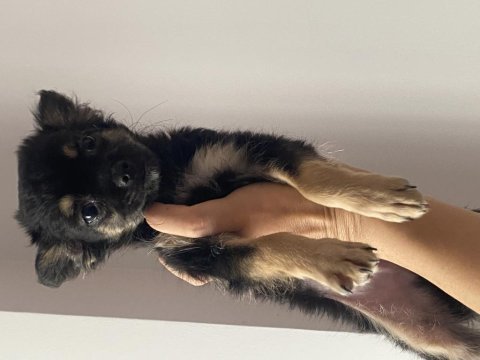 2 aylık longhair chihuahua yavrumuz 