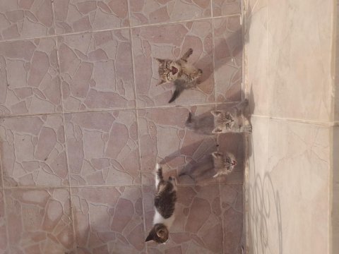 Yavru sokak kedileri