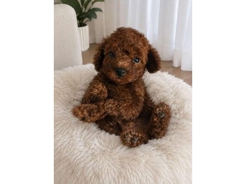 Toy poodle red brown bebeklerimiz yuvalarını arıyor