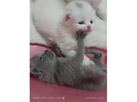 Sevimli british shorthair bebeklerimiz sahiplendirilecek
