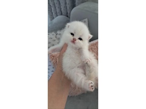 Silver ns11 dişi full şecereli british shorthair