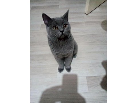 Saf ırk british shorthair 6 aylık
