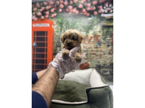 Maltipoo red erkek yavrumuz @petclubadanaa