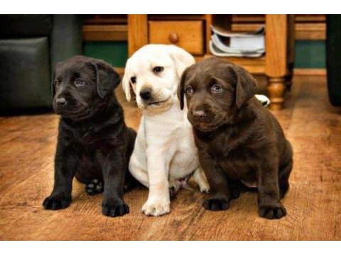 Labrador retriever bebeklerimiz evinizin neşesi olacaktır