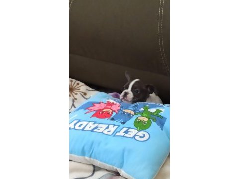 Son erkek french bulldog yavrum