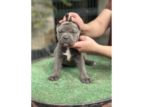 Dev anne babadan cane corso