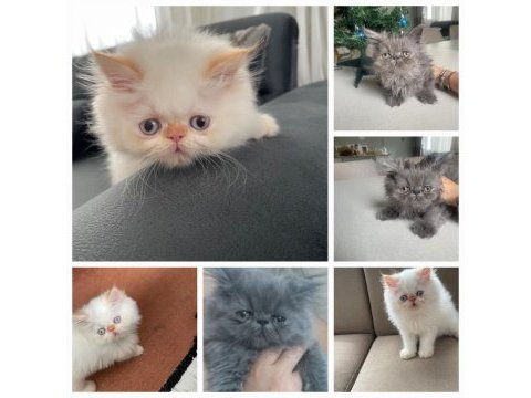 İran kedisi yavrularım yeni yuvalarını arıyorlar