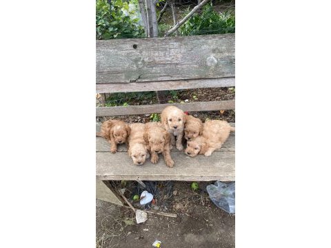 Maltipoo yavrular dsi ve erek mevcut