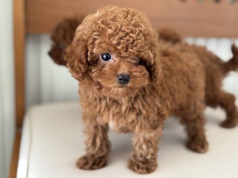 Show kalite tea cup kore poodle yavrularımız