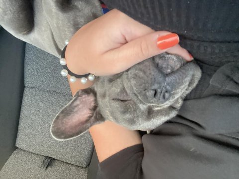 7 buçuk aylık oğlumuz oscar (french bulldog)