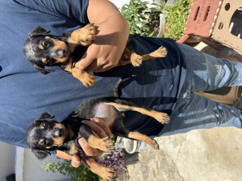 Doberman bebekleri