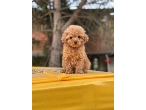 Poodle ayarında maltipoo