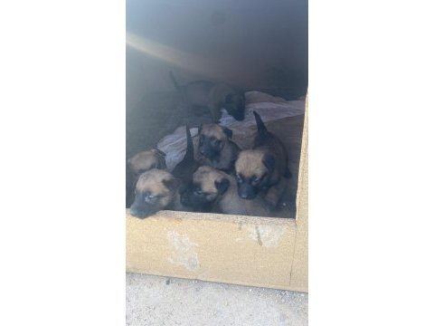 Maskeli malinois belçika kurdu