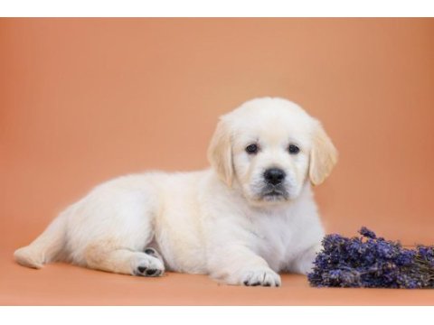Golden retriever adrese teslim hizmetimiz vardır