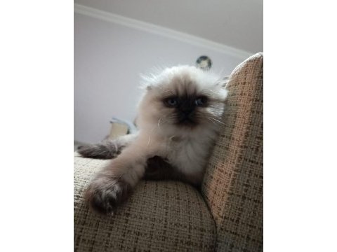 2 aylık scottish fold yavrumuz için