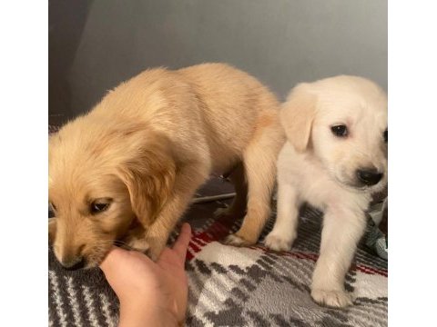 Bir dişi ve bir erkek golden retriever yavru