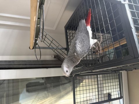 Full evcil 10 aylık el besleme yavru jako papağanı