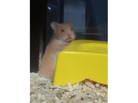 Hamster