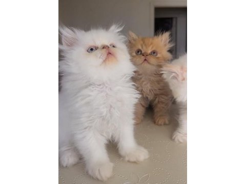 İran bebekler persian exotic ws