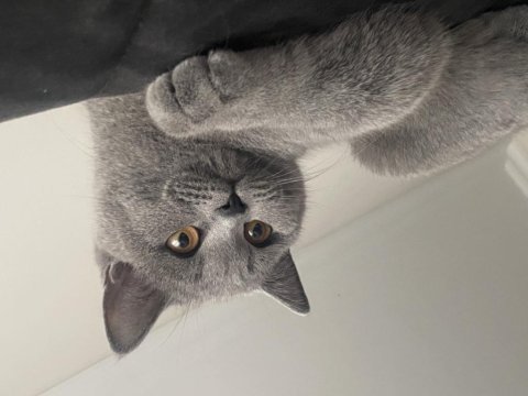 Güzel british shorthair kızımı sahiplendiriyorum