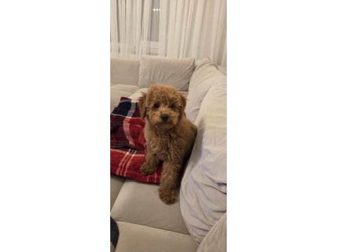 4.5 aylık erkek ped eğitimli aşılı toy poodle