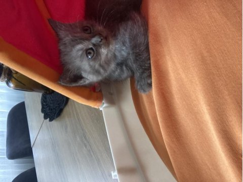 Erkek british shorthair 42 günlük