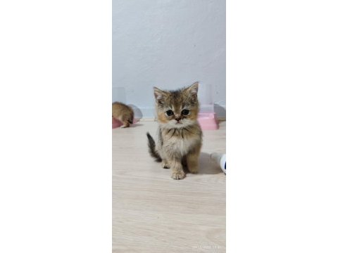 Golden 2 aylık british longhair dişi yavrular