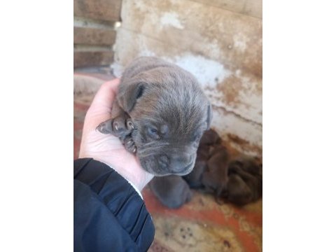 Orjinal blue cane corso italiano yavrular