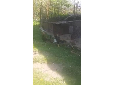 4+2 hint tavuğu isteyene gider