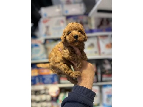 Show cllas red brwon bebek yüz toy poodle yavrular